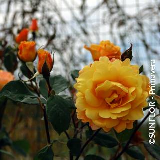 ©SUNFLOR - Primavera